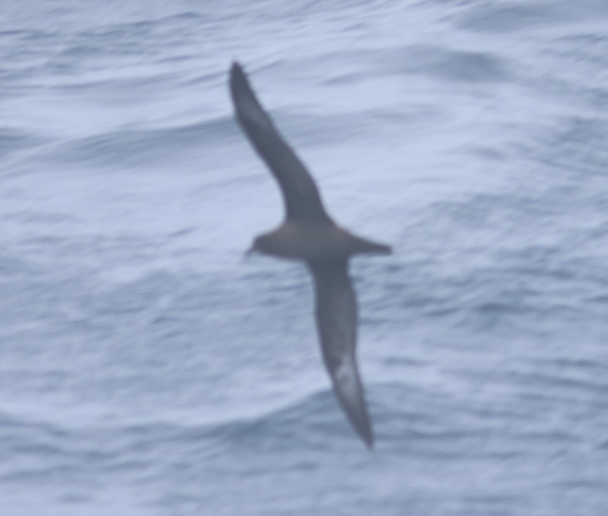 Trindade Petrel - ML619549576