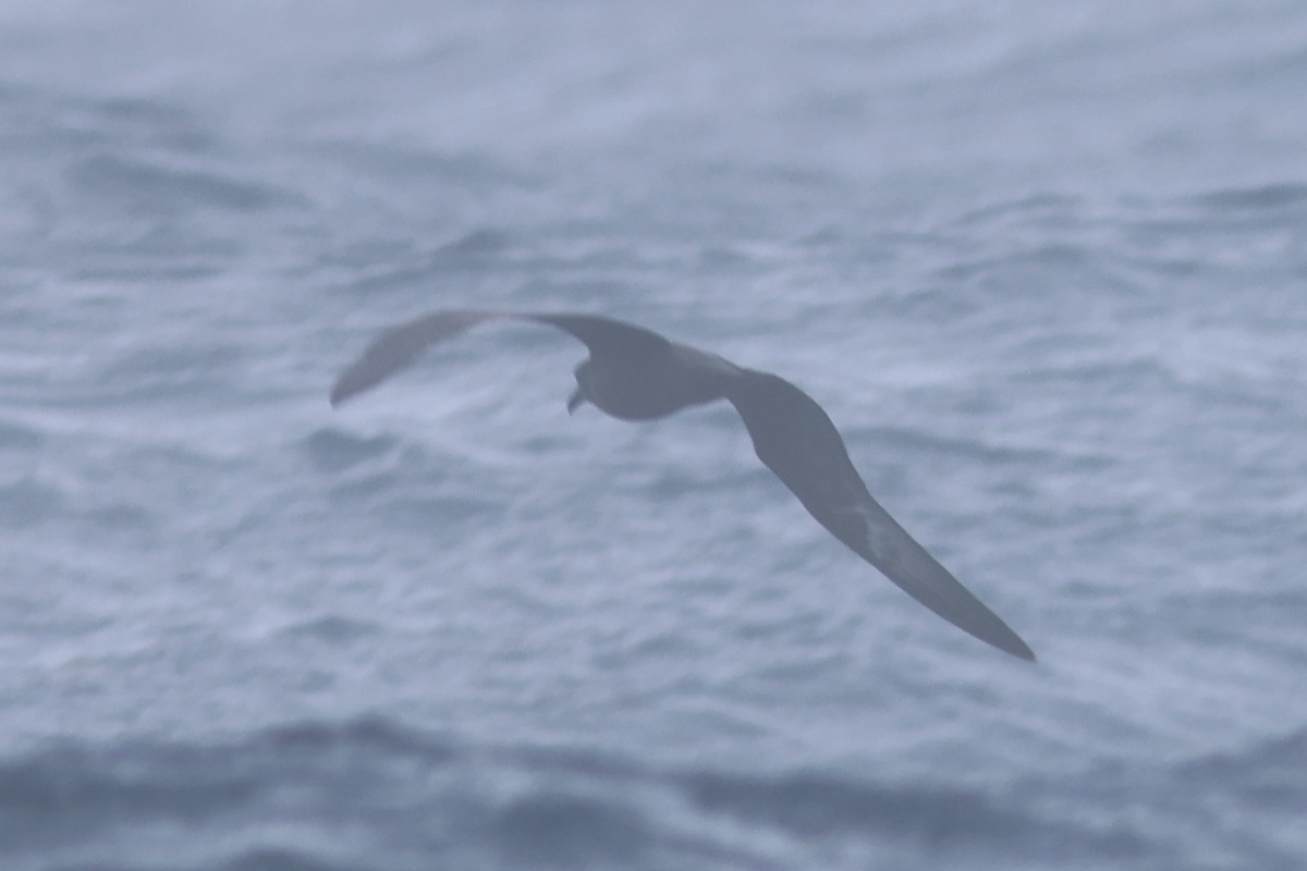 Petrel de Trinidad - ML619549577