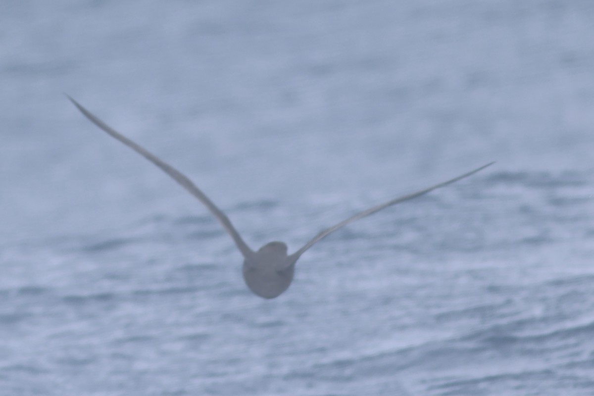 Petrel de Trinidad - ML619549579