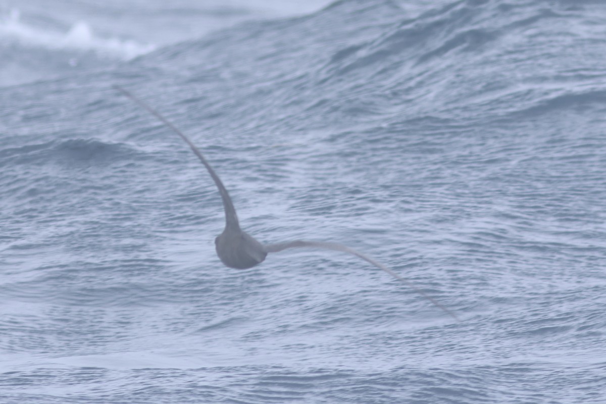 Trindade Petrel - Vikas Madhav Nagarajan