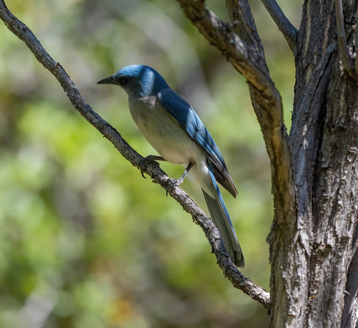 Mexican Jay - Eric Bodker