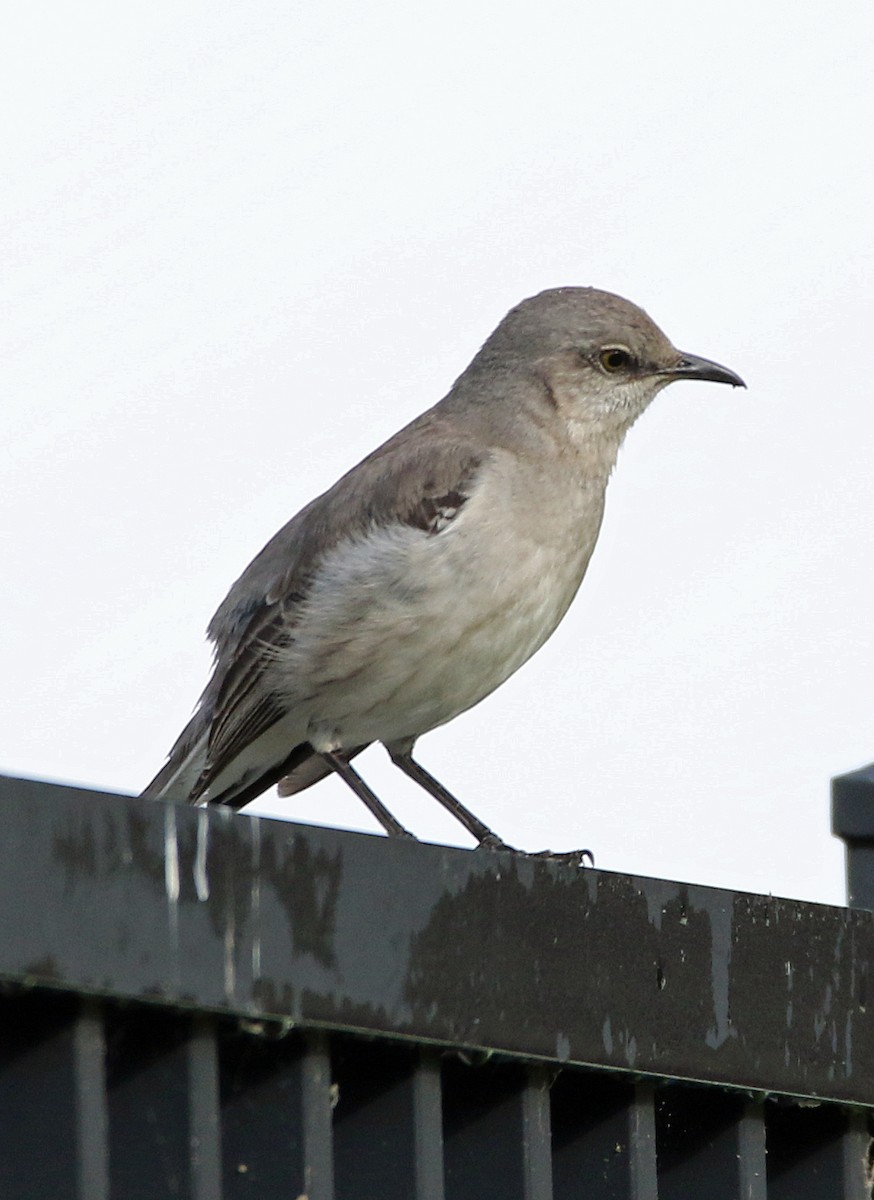 Northern Mockingbird - William Parkin