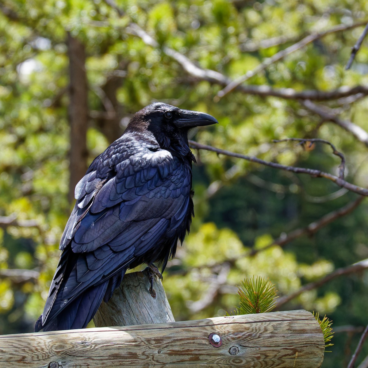 Common Raven - Ruogu Li