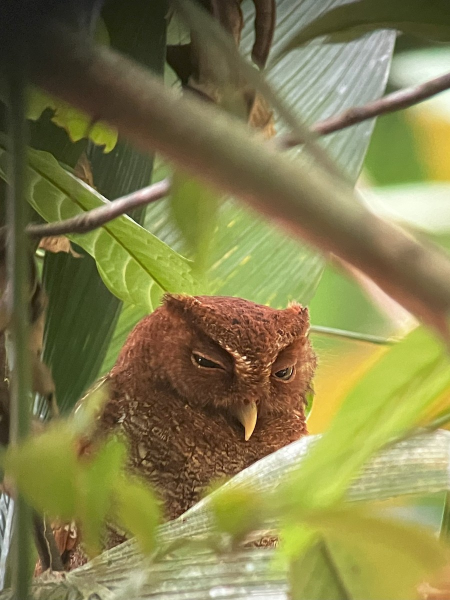 Middle American Screech-Owl - Roger Lambert