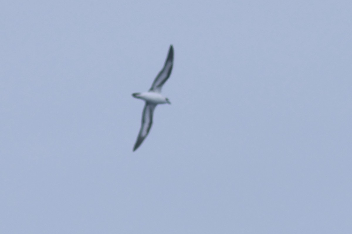 Black-capped Petrel - Vikas Madhav Nagarajan