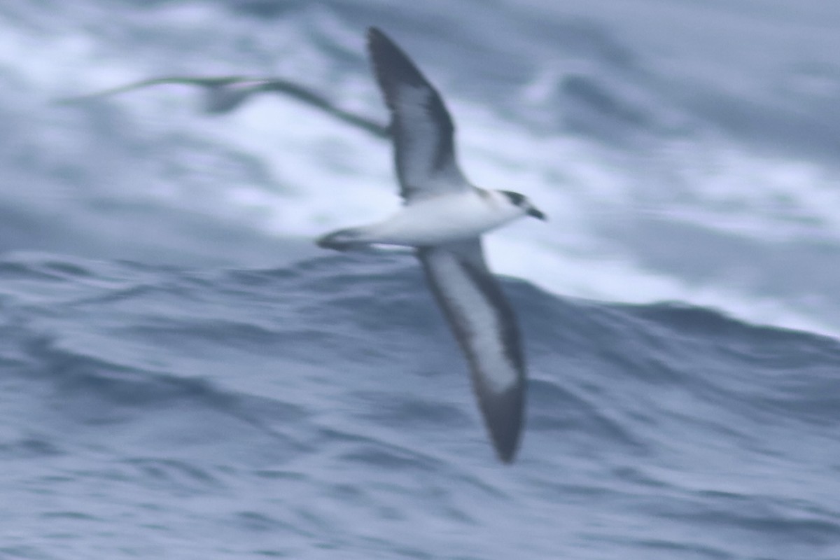 Black-capped Petrel - ML619549587