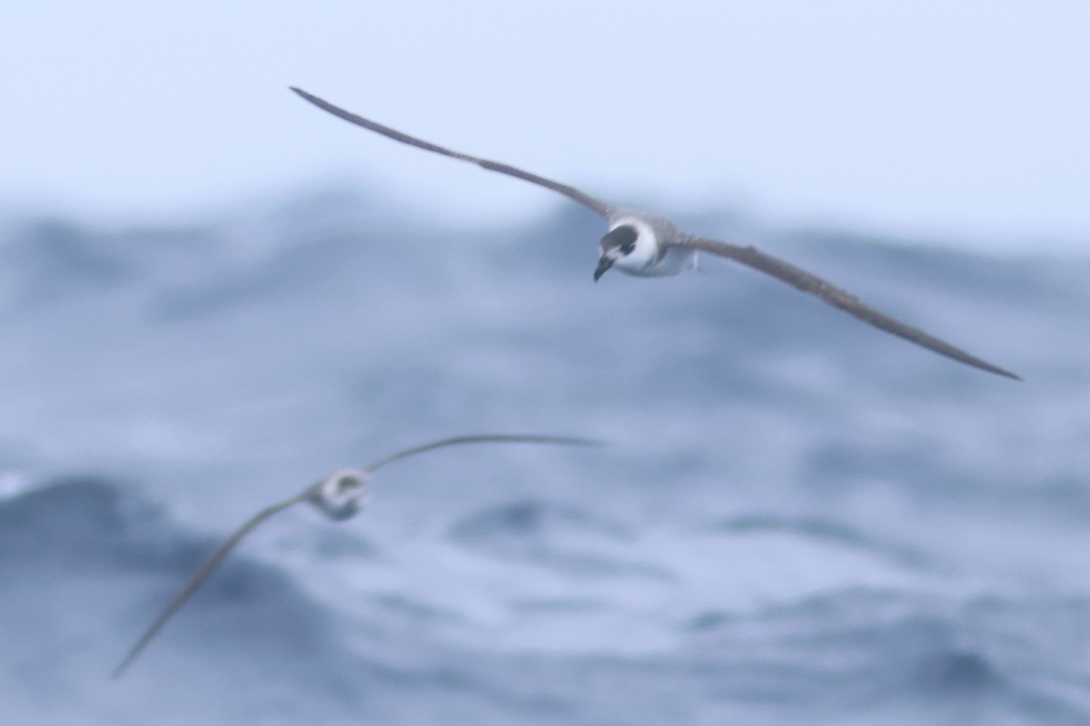 Black-capped Petrel - Vikas Madhav Nagarajan