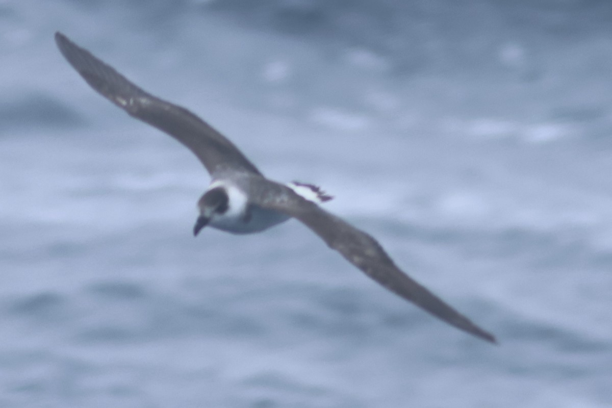 Black-capped Petrel - Vikas Madhav Nagarajan