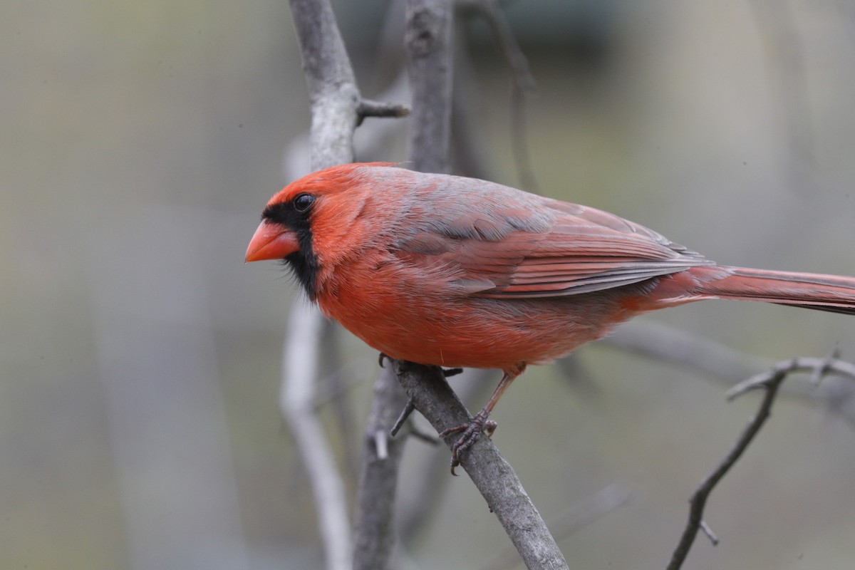 Cardinal rouge - ML619549594