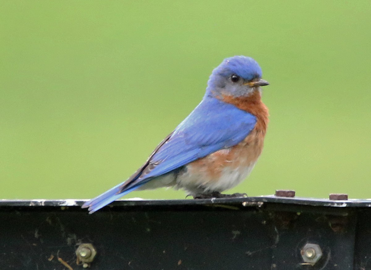 Eastern Bluebird - William Parkin