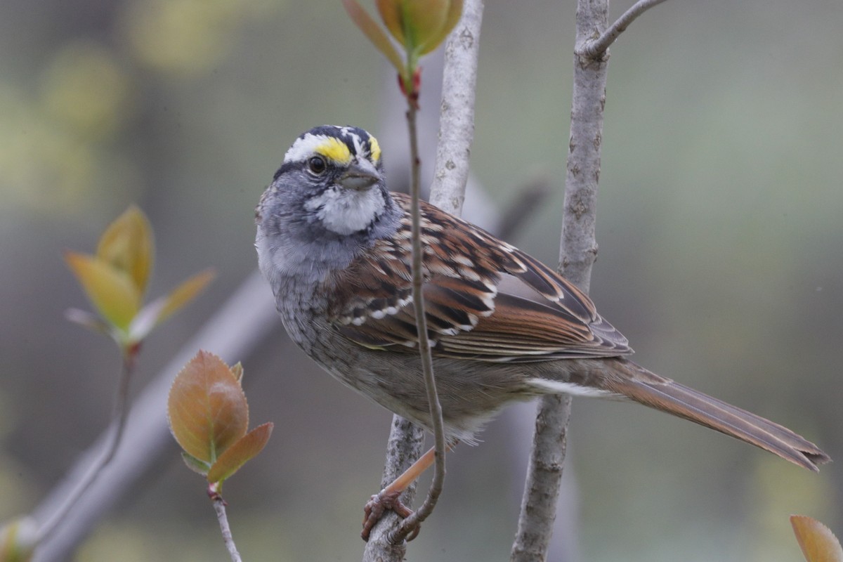 White-throated Sparrow - Jun Tsuchiya