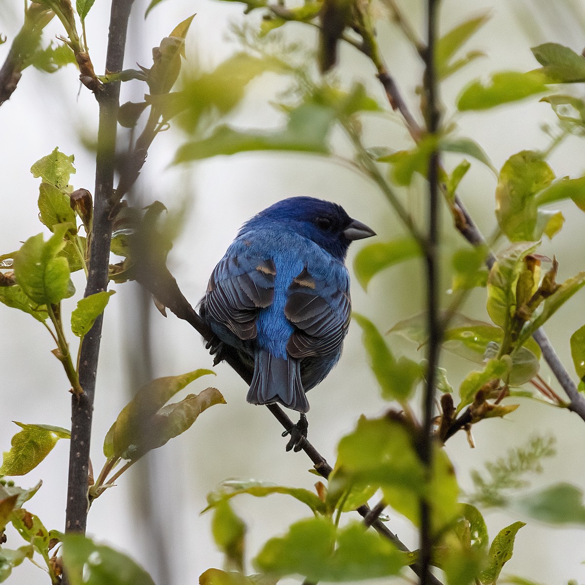 Indigo Bunting - Dan Vickers