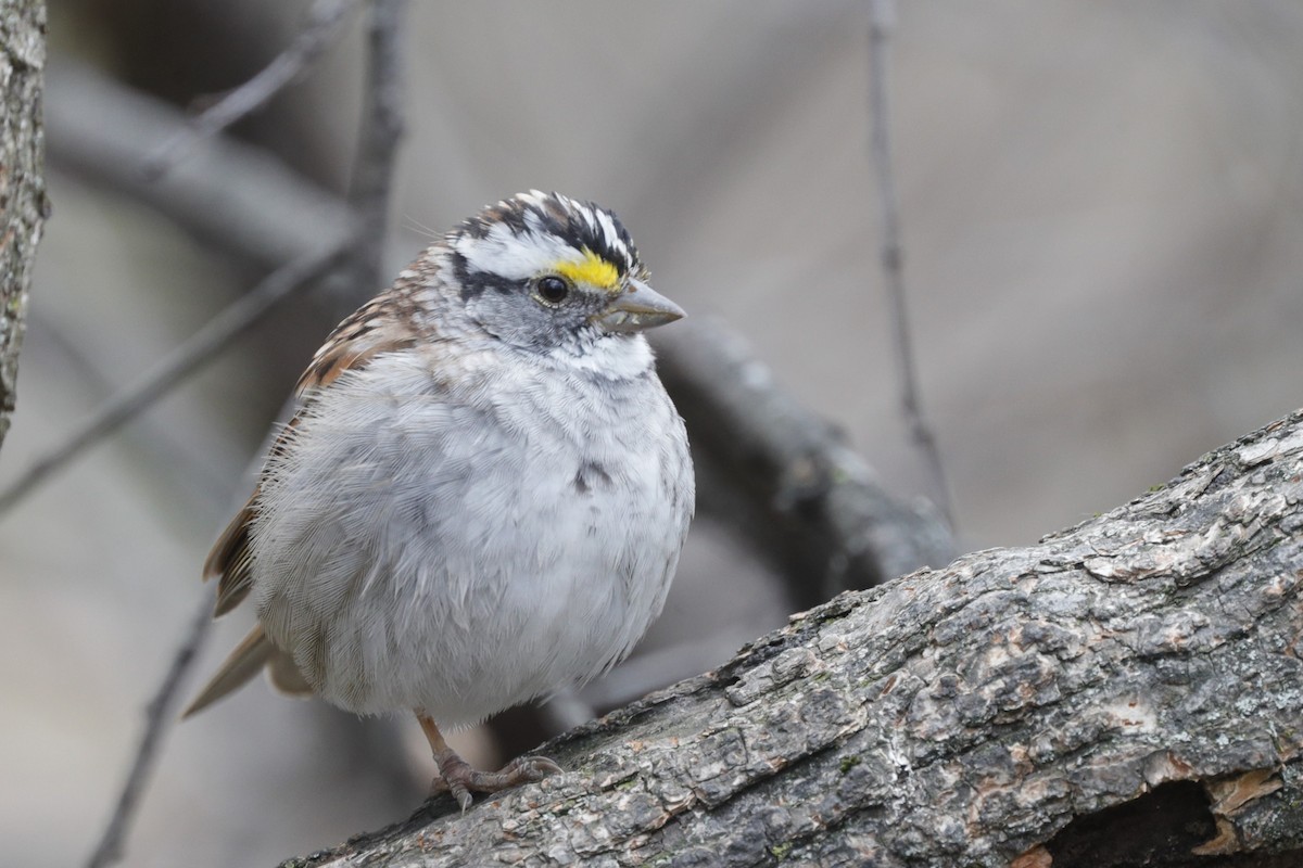 White-throated Sparrow - Jun Tsuchiya