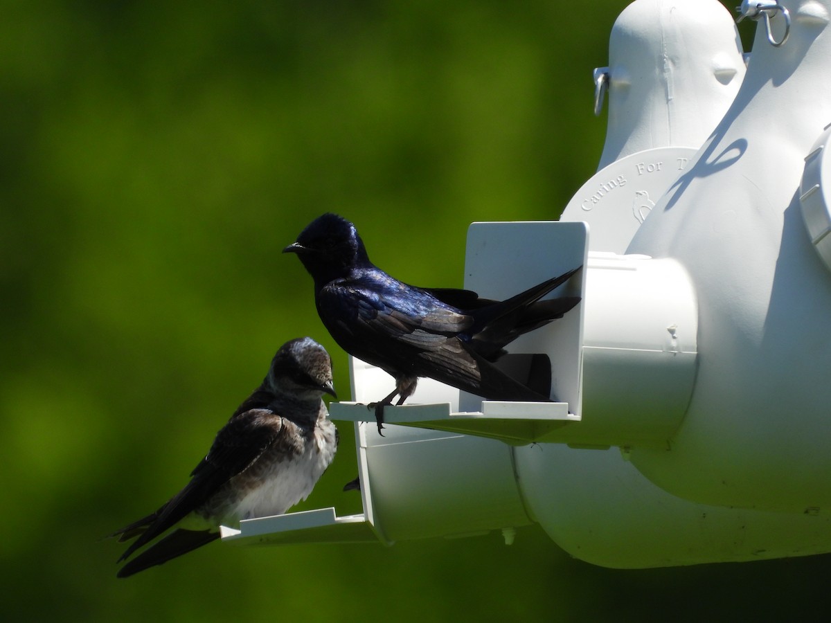 Purple Martin - Jeff Fengler