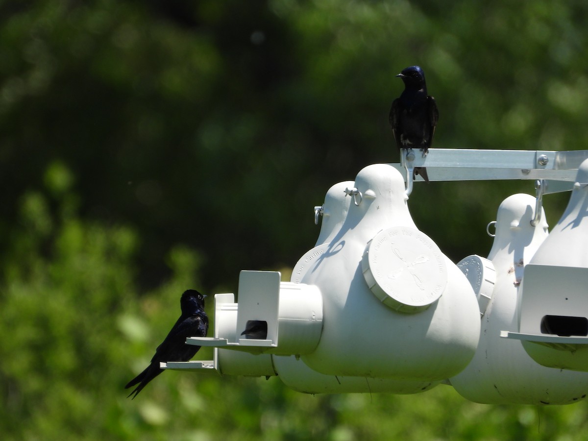 Purple Martin - Jeff Fengler