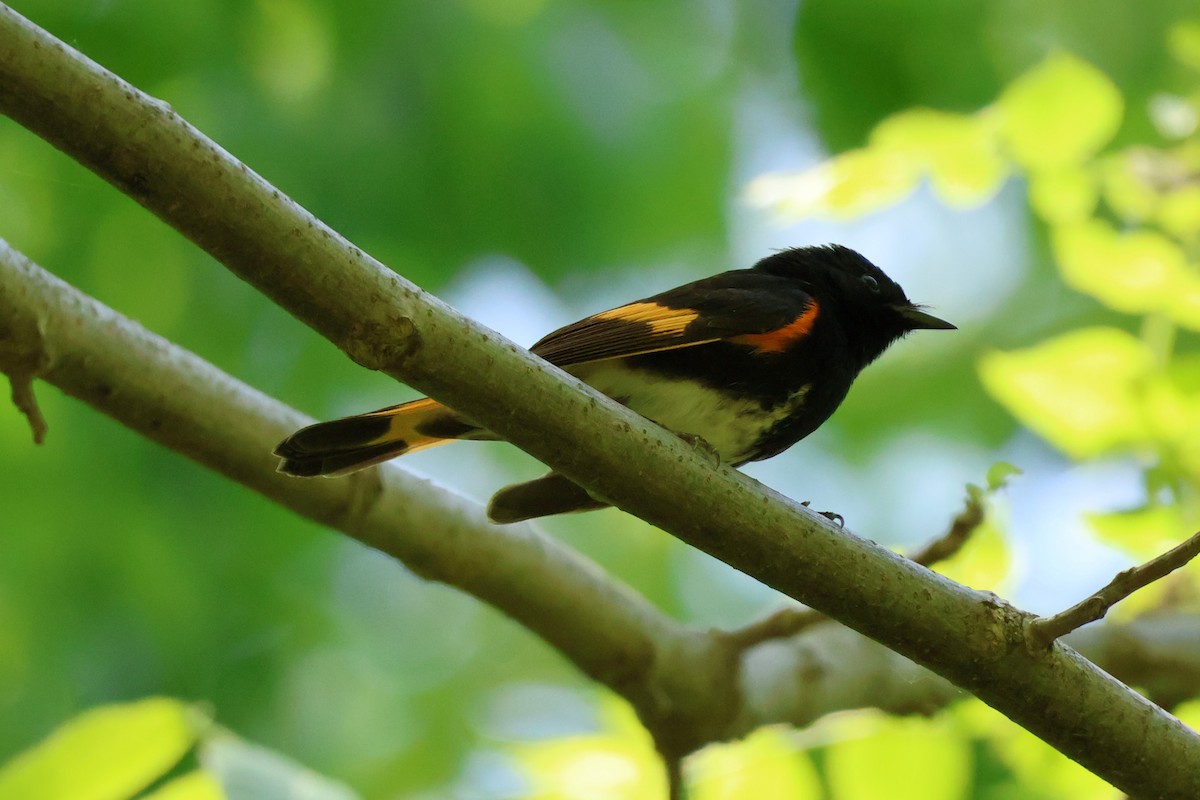 American Redstart - Chad Cornish