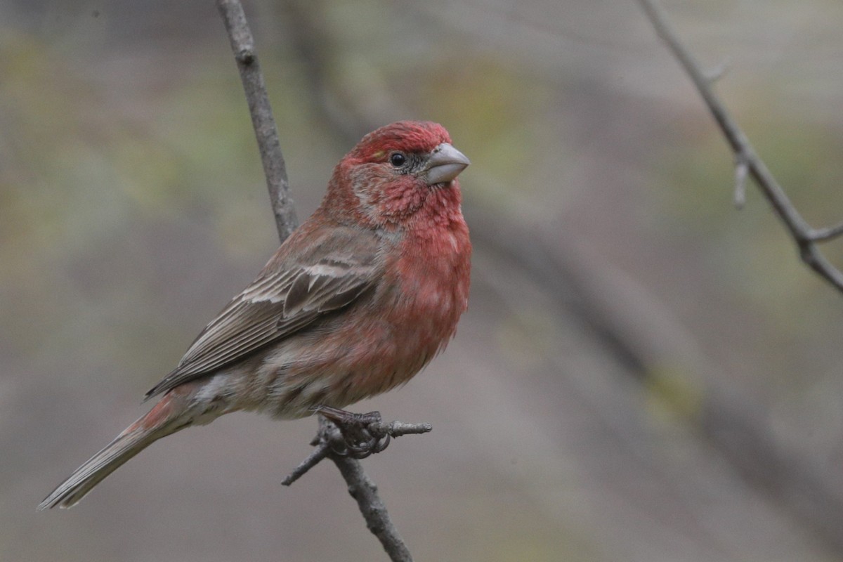 House Finch - Jun Tsuchiya