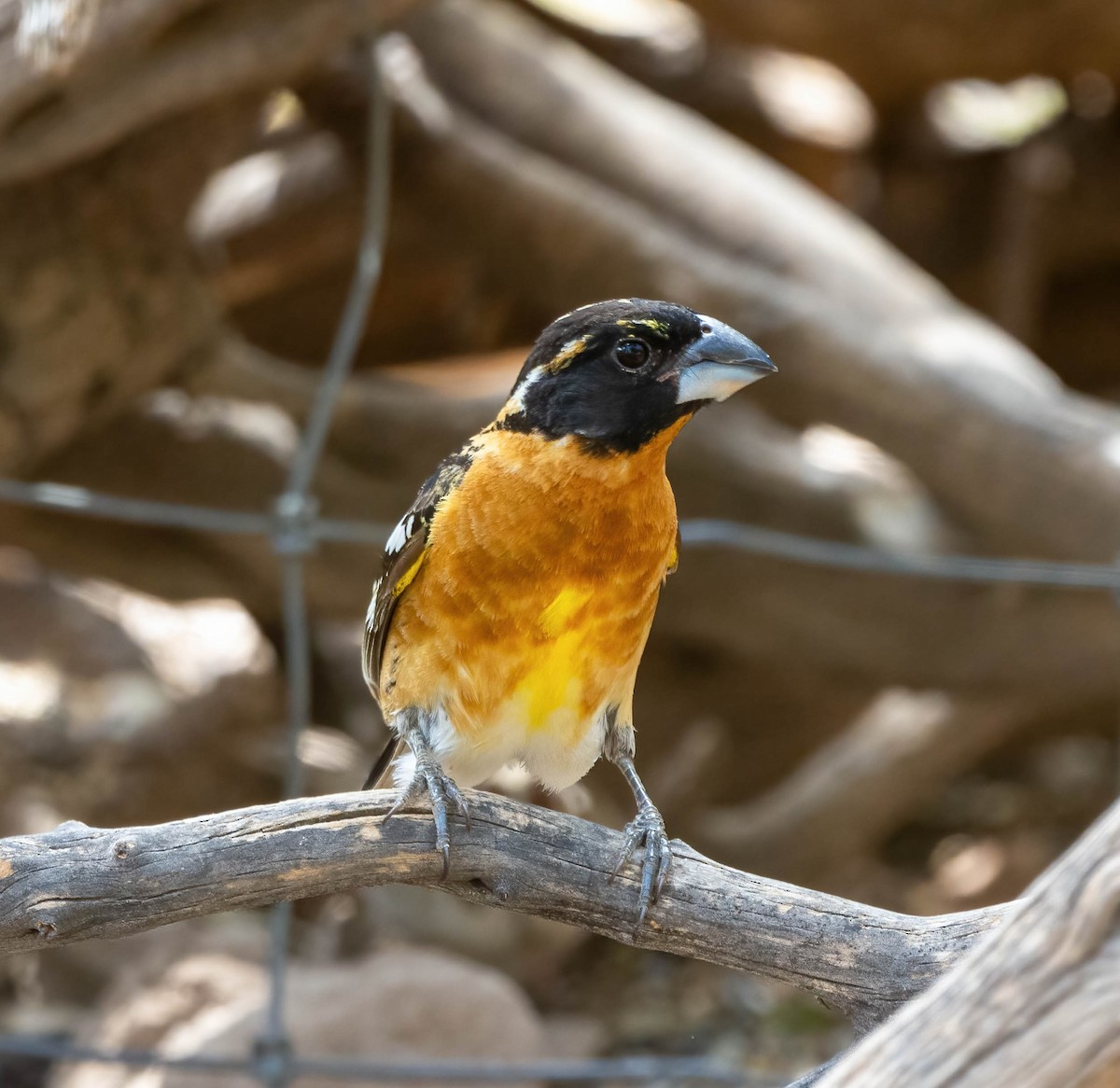 Black-headed Grosbeak - ML619549607