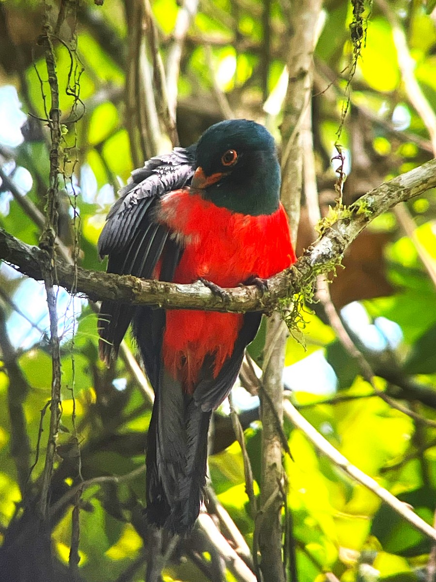 Slaty-tailed Trogon - Roger Lambert