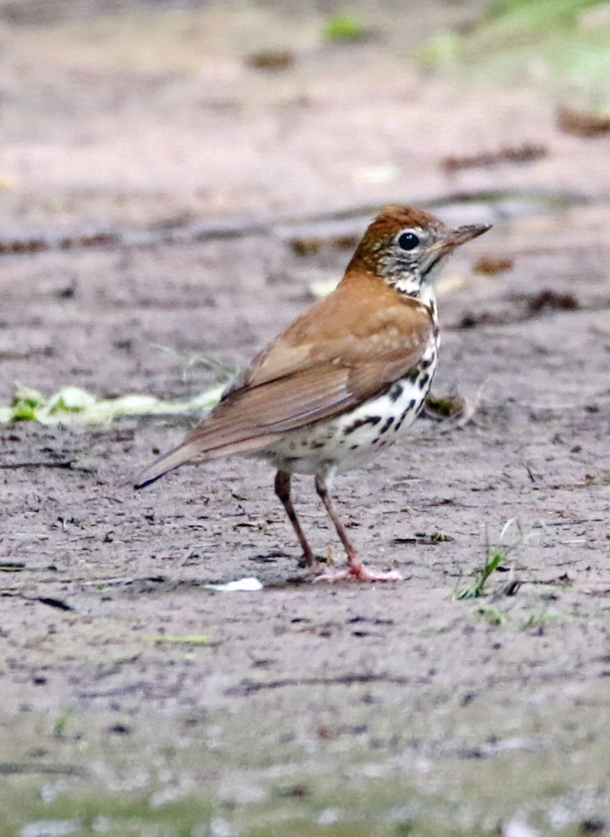 Wood Thrush - William Parkin