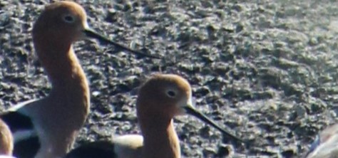 Avoceta Americana - ML619549611