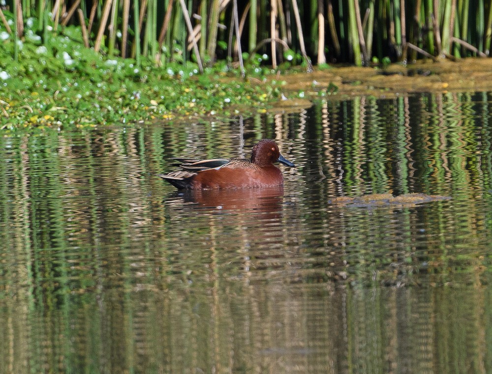 Cinnamon Teal - Jose-Miguel Ponciano