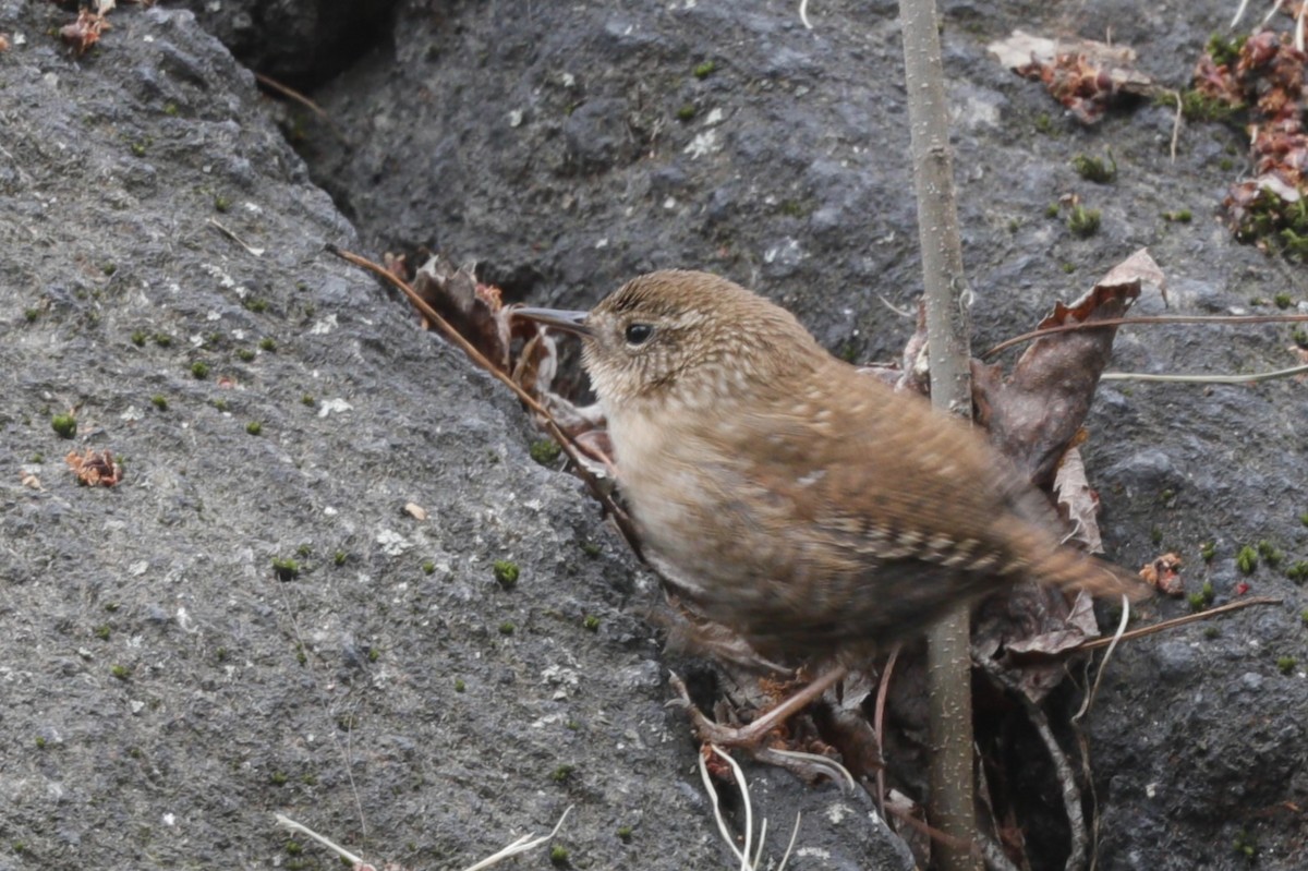 Winter Wren - Jun Tsuchiya