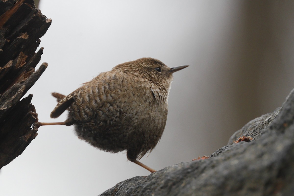 Winter Wren - ML619549626