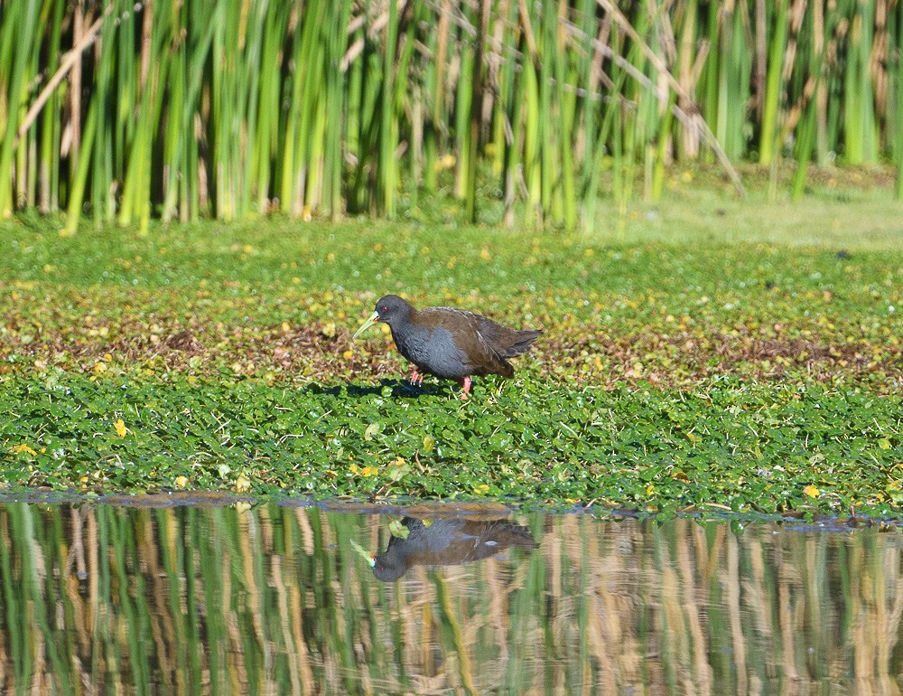 Plumbeous Rail - Jose-Miguel Ponciano