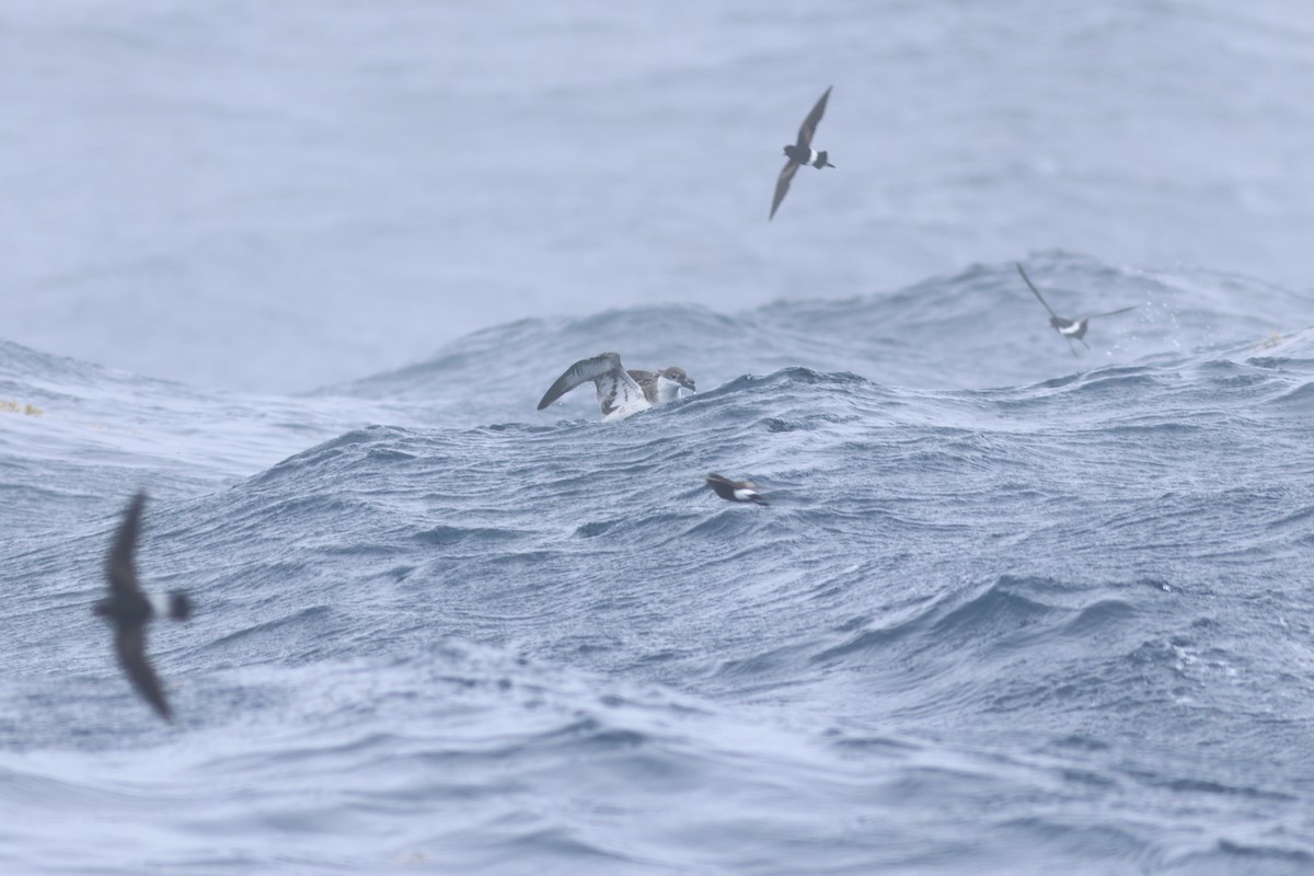 Great Shearwater - Vikas Madhav Nagarajan