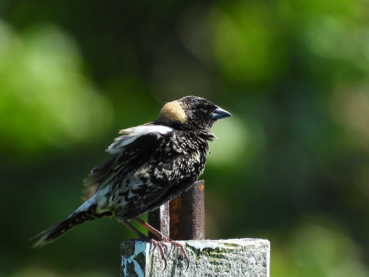 bobolink americký - ML619549631