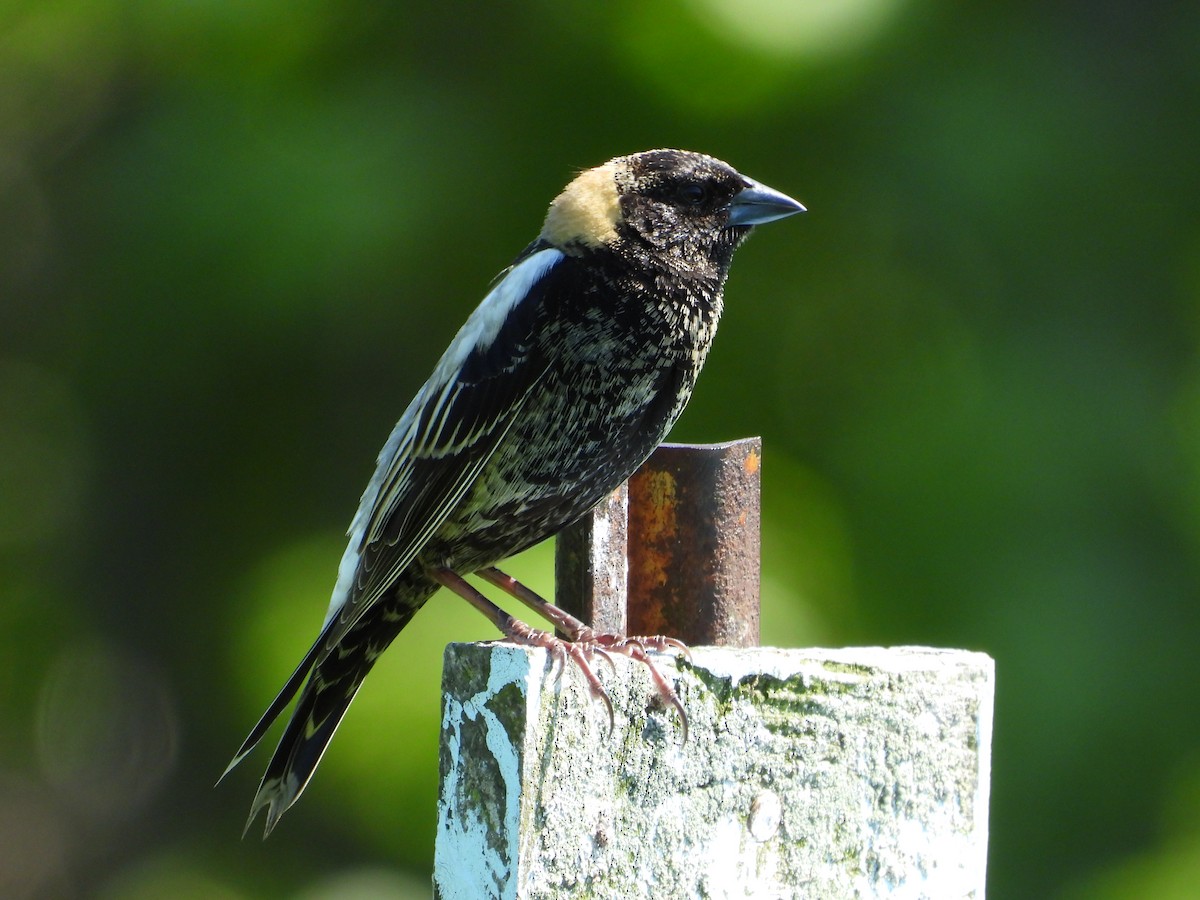 Bobolink - Jeff Fengler