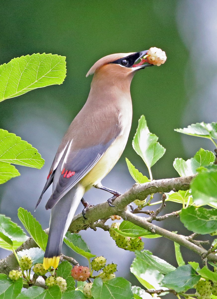 Cedar Waxwing - ML619549633