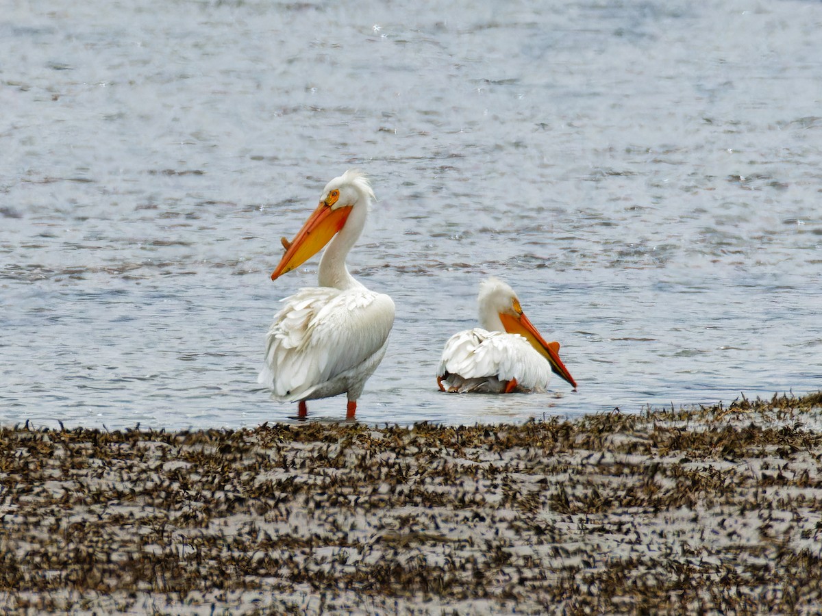 American White Pelican - Ruogu Li