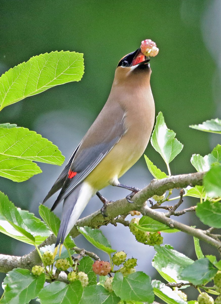 Cedar Waxwing - William Parkin