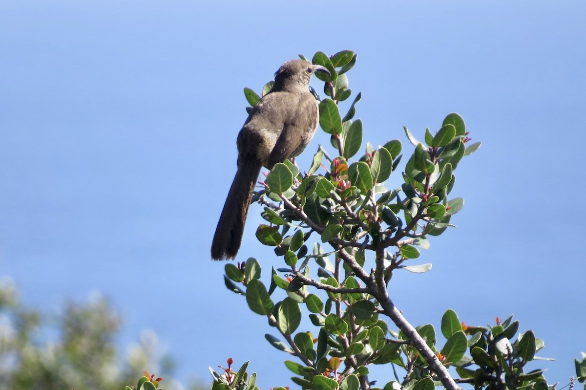 California Thrasher - Steve Mesick