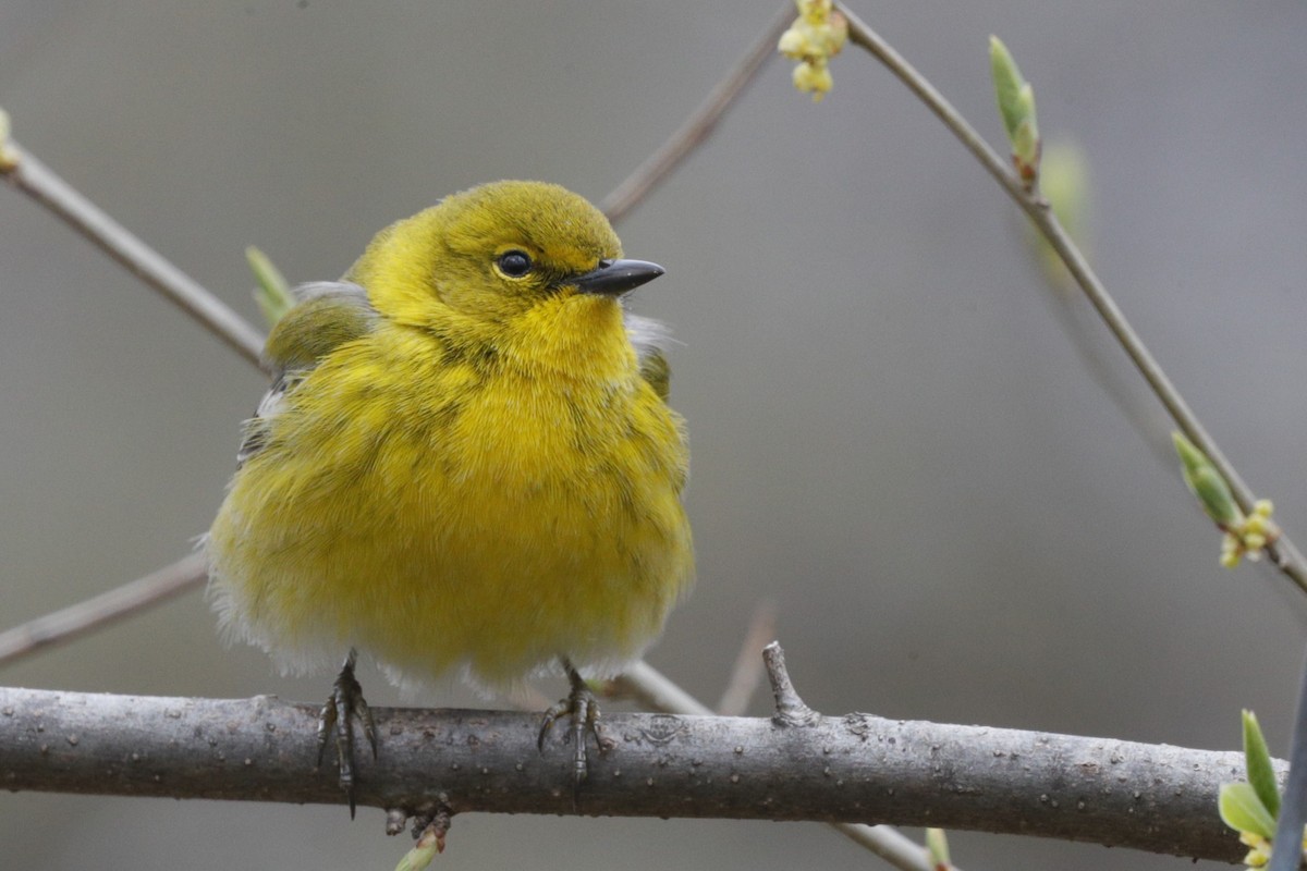 Pine Warbler - Jun Tsuchiya