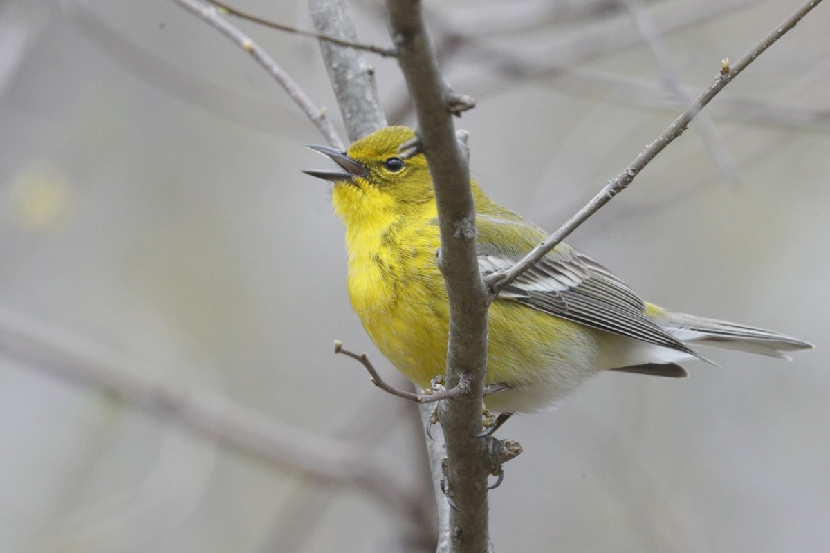 Pine Warbler - Jun Tsuchiya