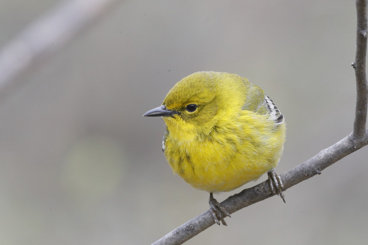 Pine Warbler - ML619549645