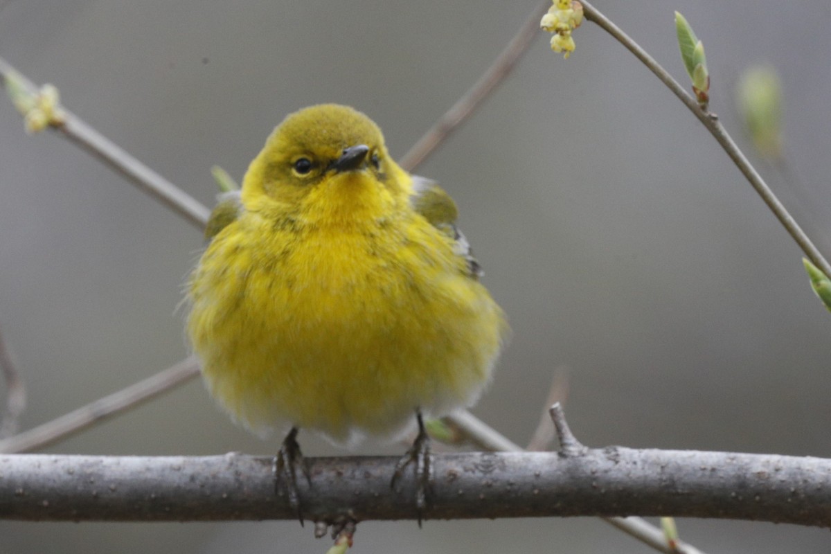 Pine Warbler - Jun Tsuchiya