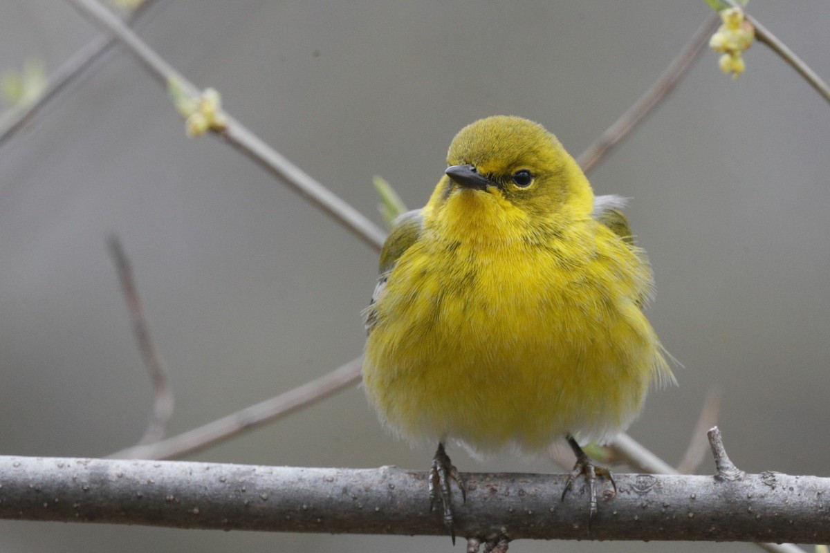 Pine Warbler - Jun Tsuchiya