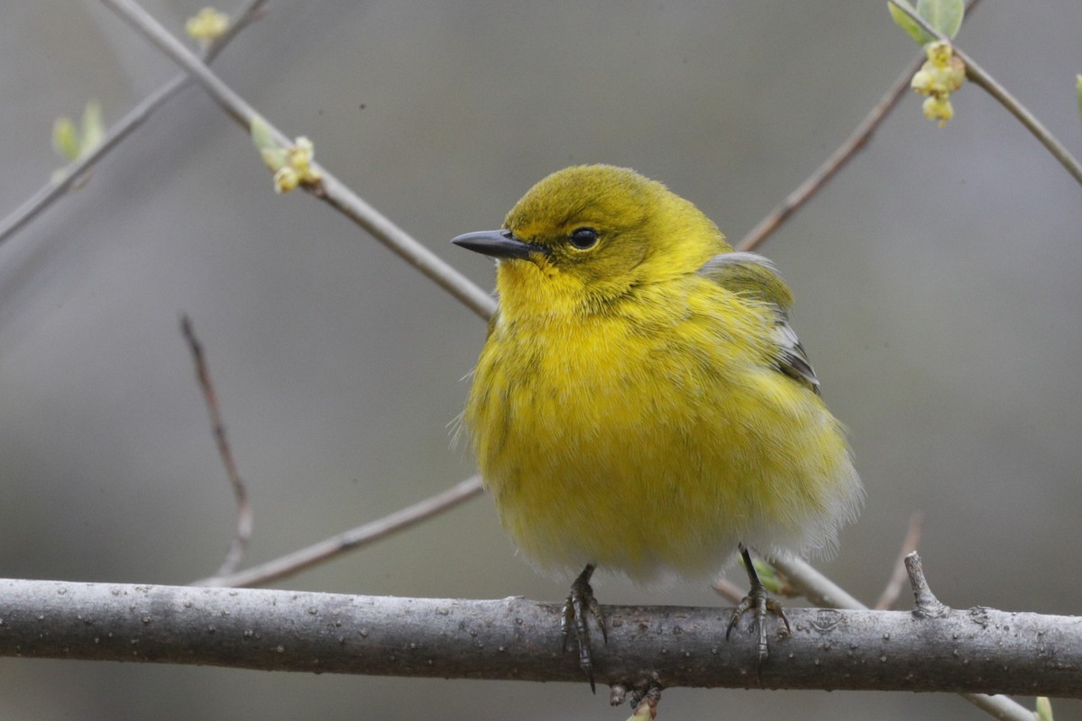 Pine Warbler - Jun Tsuchiya