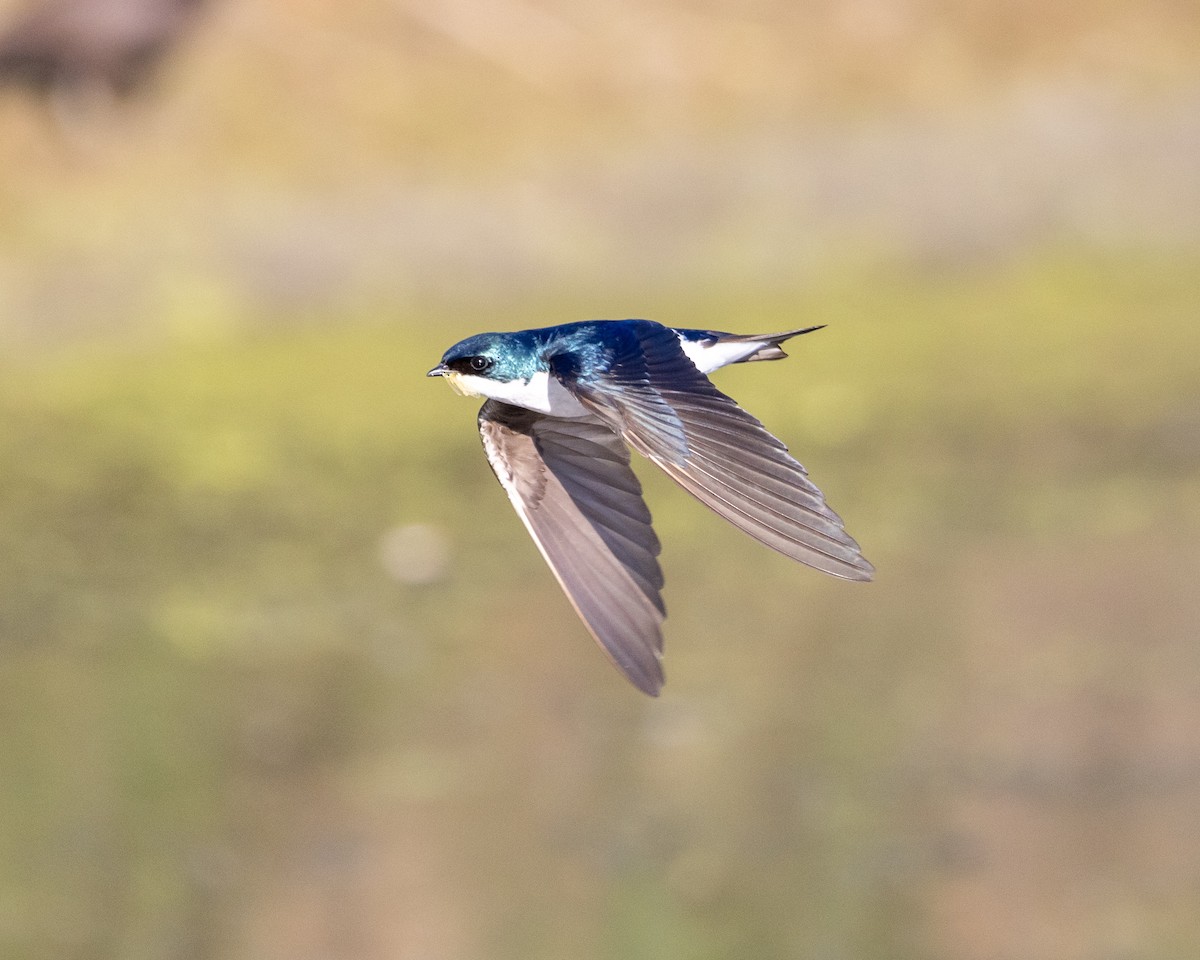 Tree Swallow - Kennen White