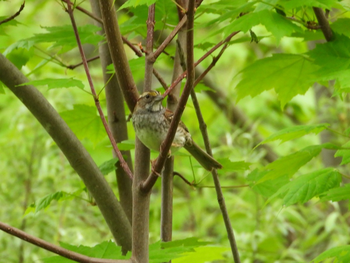 White-throated Sparrow - L Falardeau