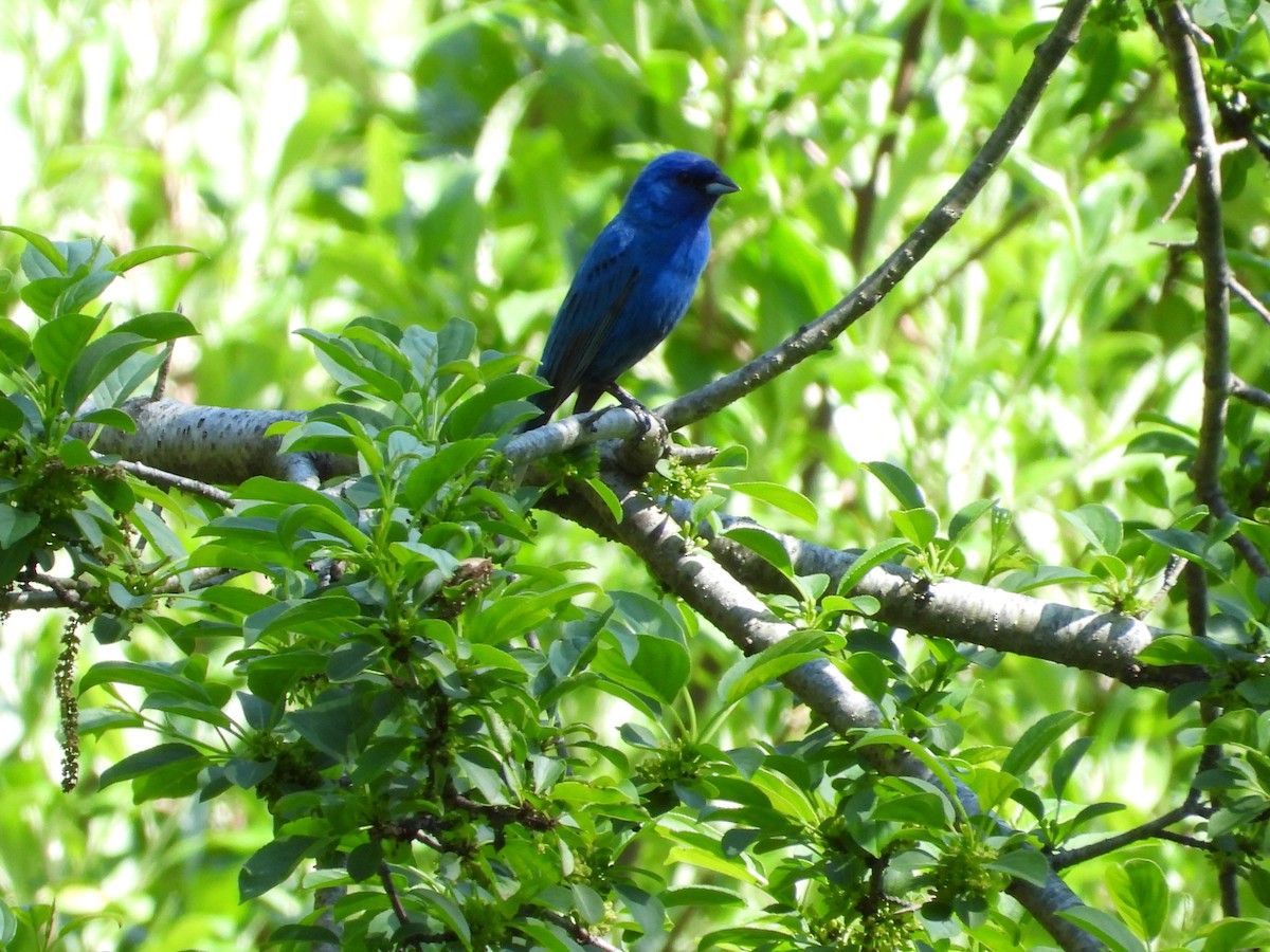 Passerin indigo - ML619549659