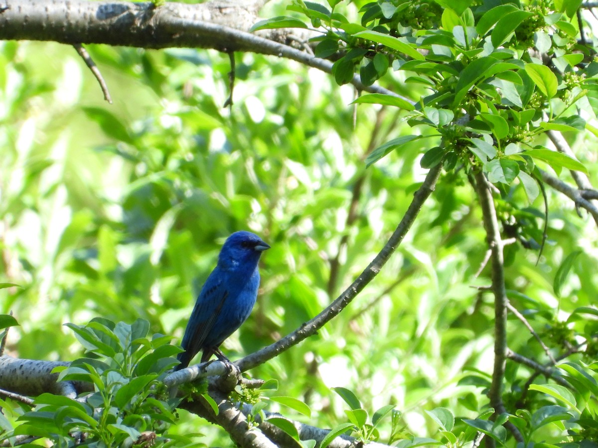 Indigo Bunting - Jeff Fengler