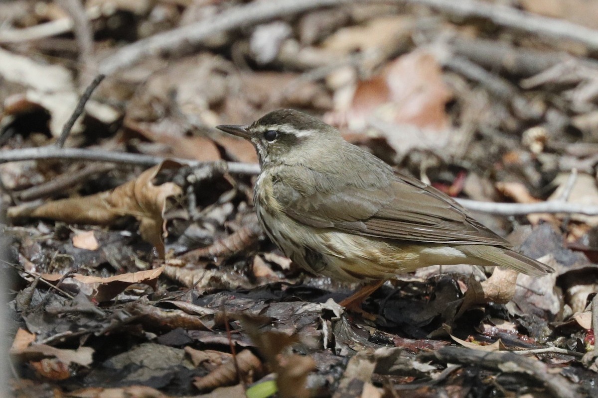 Louisiana Waterthrush - Jun Tsuchiya