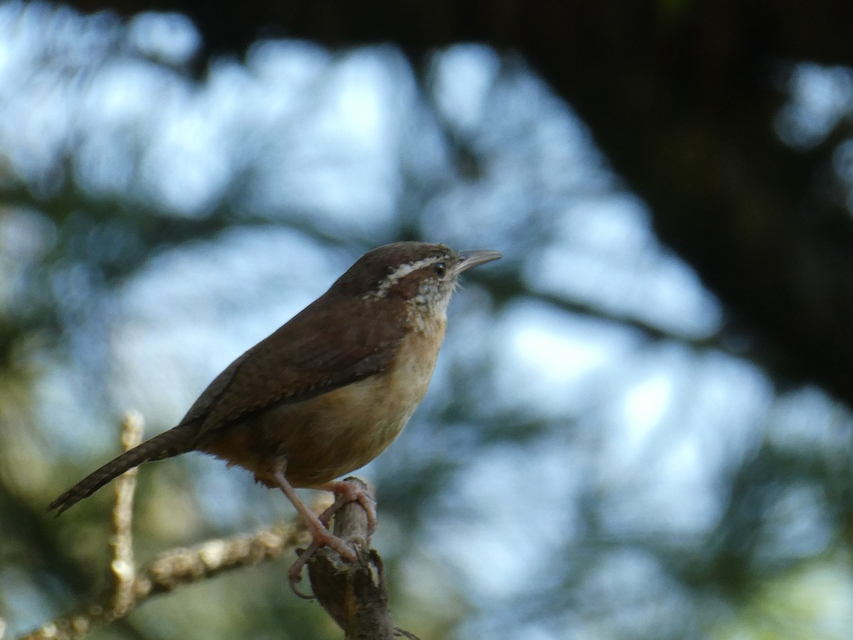 Carolina Wren - The Suburban Resident