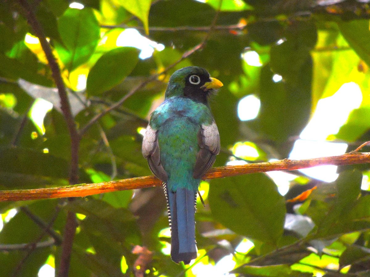 Northern Black-throated Trogon - ML619549664