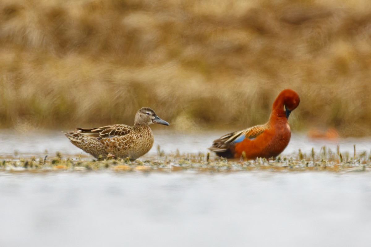 Cinnamon Teal - Ruogu Li